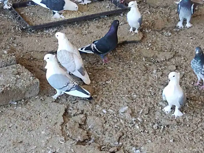 مجموعة من حمام حب الرمان للبيع 4