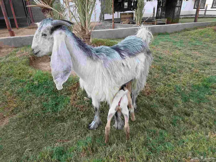 عنز عارضيه شهبا تحته تيس 1