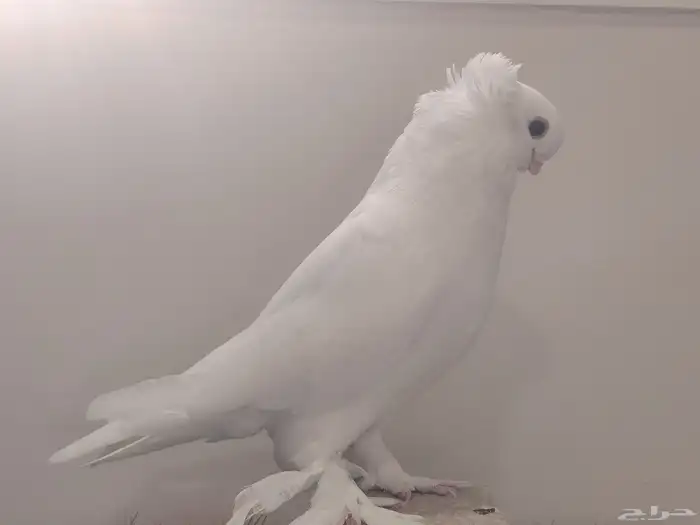 حمام صفاقي ابيض صك 2