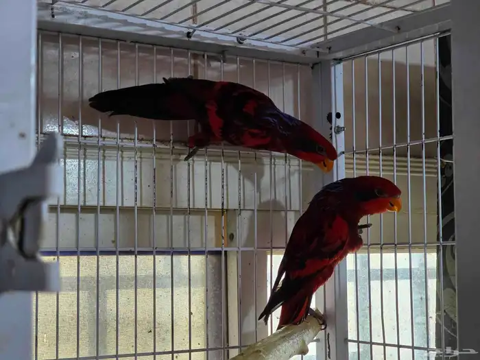 جوز لوري بلو استريك منتج 1