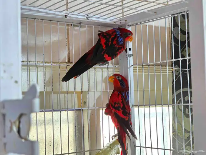 جوز لوري بلو استريك منتج 3