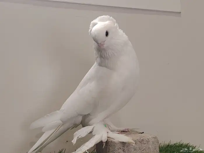 حمام صفاقي ابيض صك 9