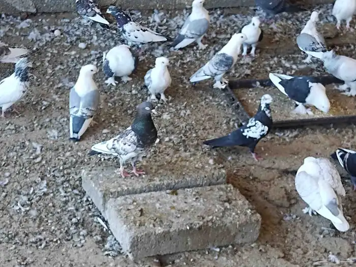 مجموعة من حمام حب الرمان للبيع 3