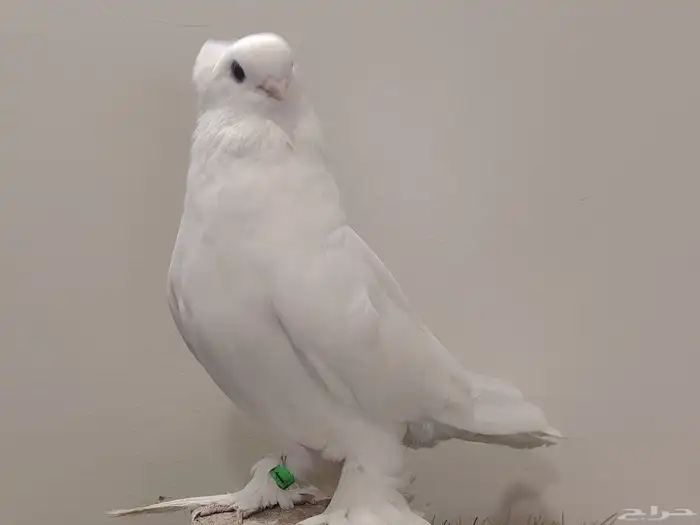 حمام صفاقي ابيض صك 0