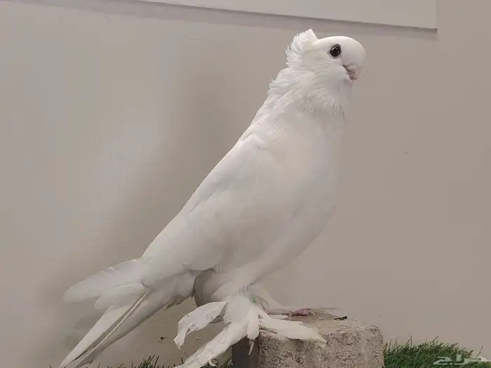 حمام صفاقي ابيض صك 6