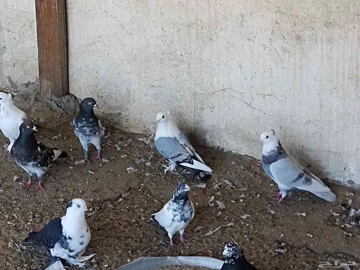مجموعة من حمام حب الرمان للبيع 1