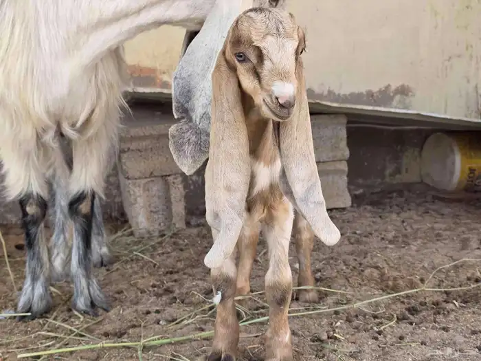 عنز عارضيه شهبا تحته تيس 3