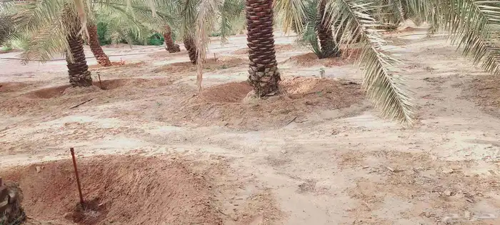 لشغل النخيل تكريب تحويض 0