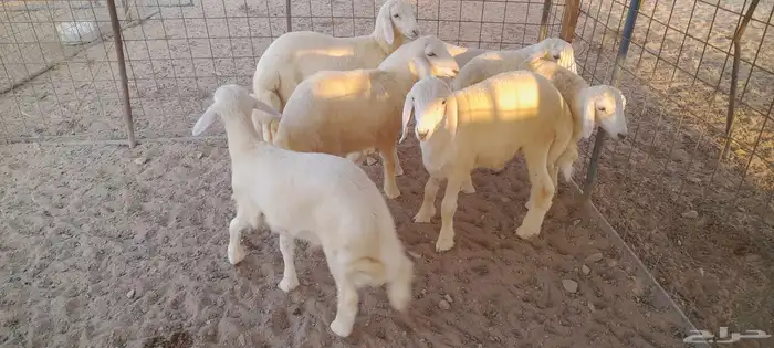 بهم حري مراح 4