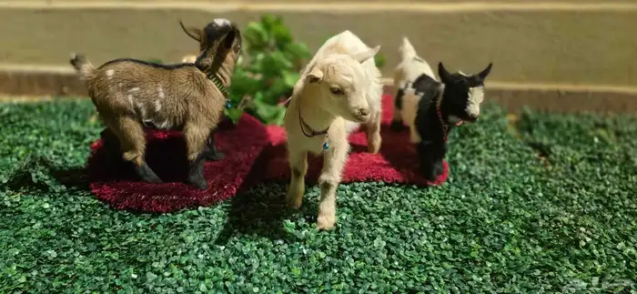 ماعز قزم مستوا خرافي ولوان مميزه فواخر 7