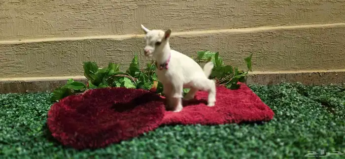 ماعز قزم مستوا خرافي ولوان مميزه فواخر 8