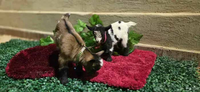 ماعز قزم مستوا خرافي ولوان مميزه فواخر 4