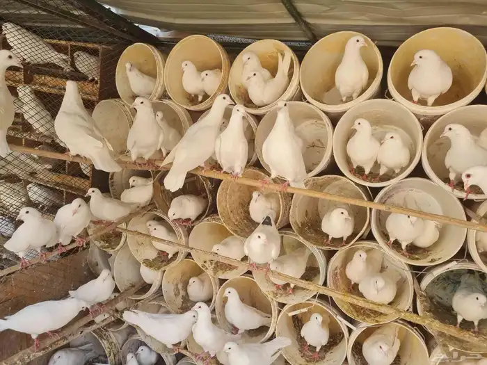 حمام فرنسي 360 او 370 زوج كلها ازواج منتجه سعر جوز 30 ريال 3