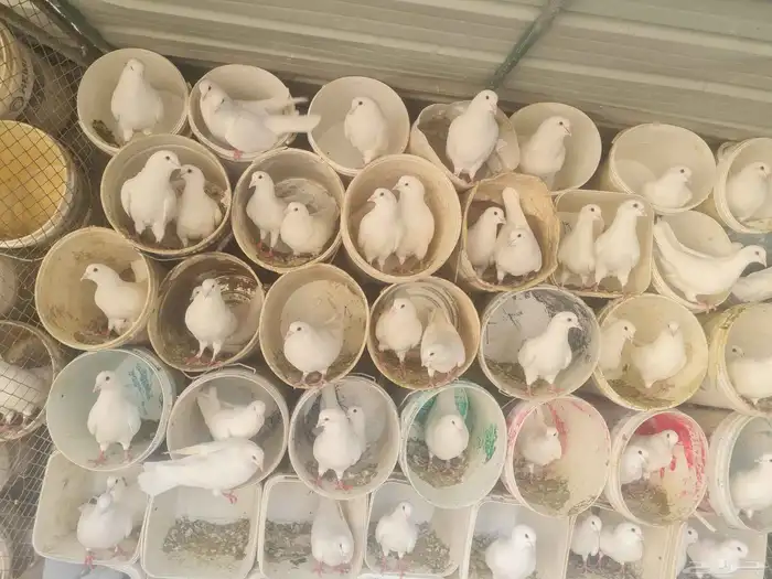 حمام فرنسي 360 او 370 زوج كلها ازواج منتجه سعر جوز 30 ريال 5