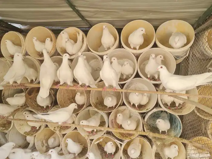 حمام فرنسي 360 او 370 زوج كلها ازواج منتجه سعر جوز 30 ريال 2