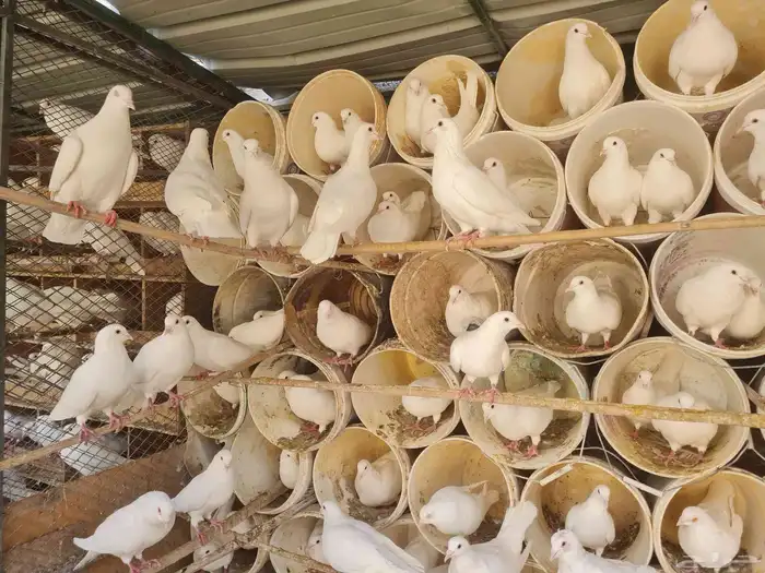 حمام فرنسي 360 او 370 زوج كلها ازواج منتجه سعر جوز 30 ريال 4