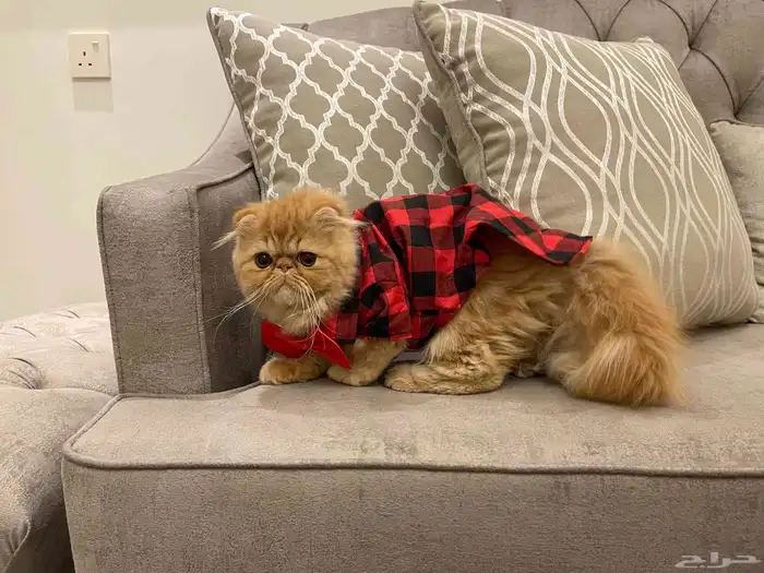 كتن بيكي فيس جميلة من اباء مستوردين عيون مستديرة فيس بريء 2