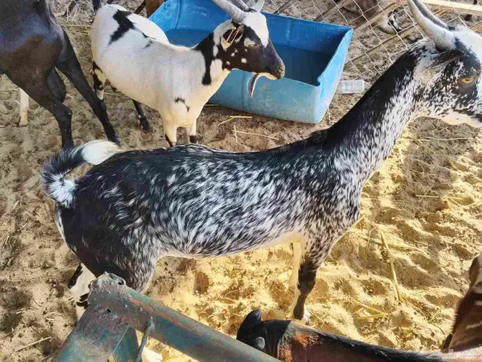 اليوم معنى تيوس يمنيه 7