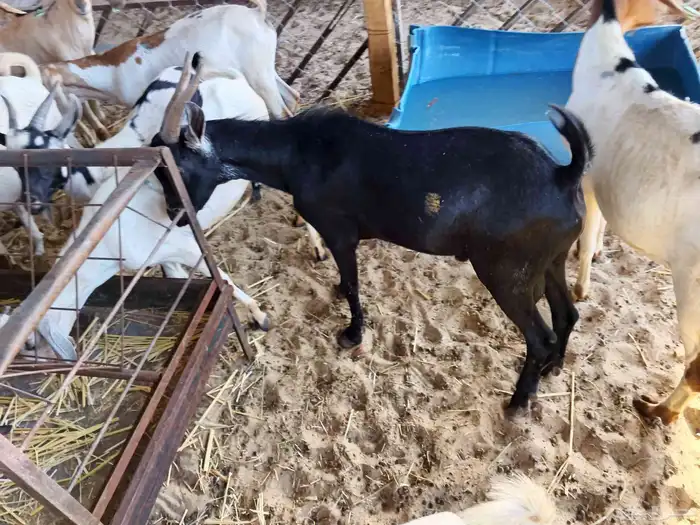 اليوم معنى تيوس يمنيه 0