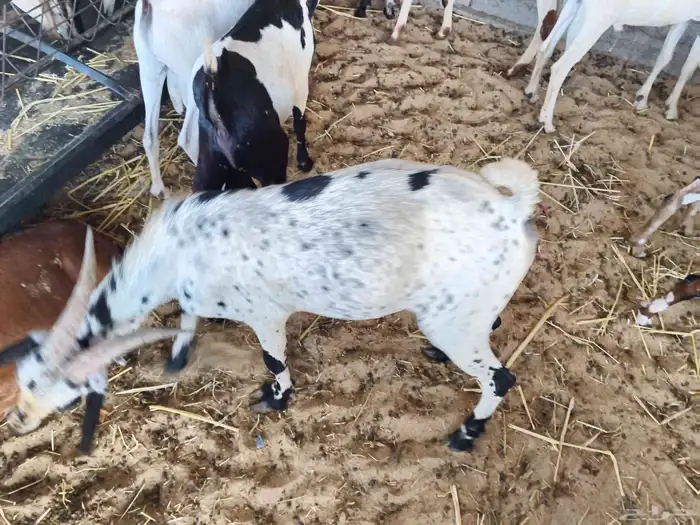 اليوم معنى تيوس يمنيه 4