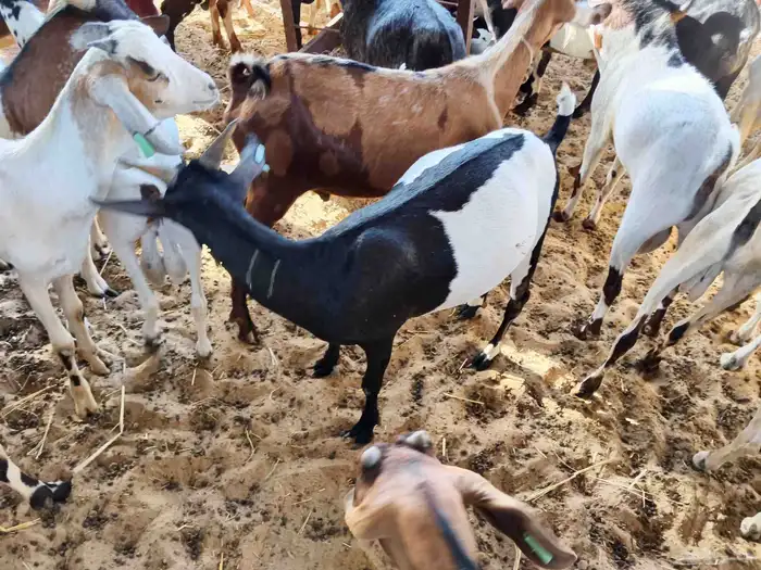 اليوم معنى تيوس يمنيه 1