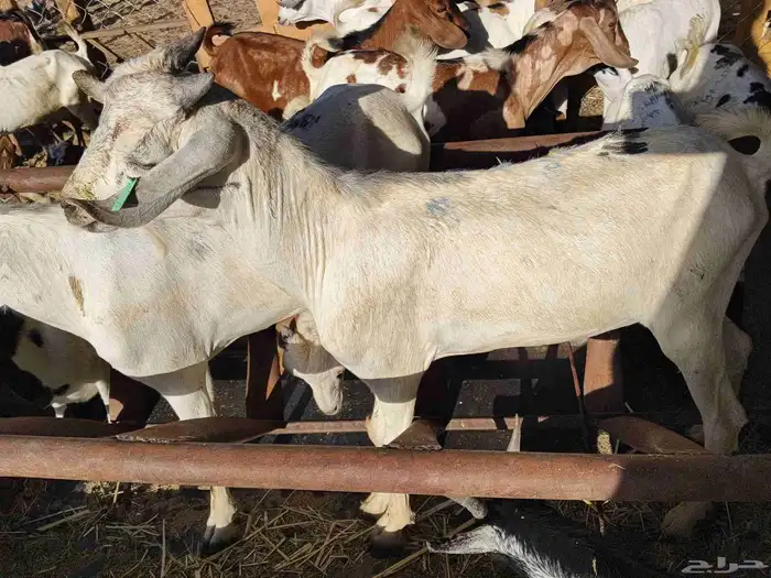 اليوم معنى تيوس يمنيه 2