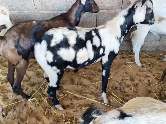 اليوم معنى تيوس يمنيه 3