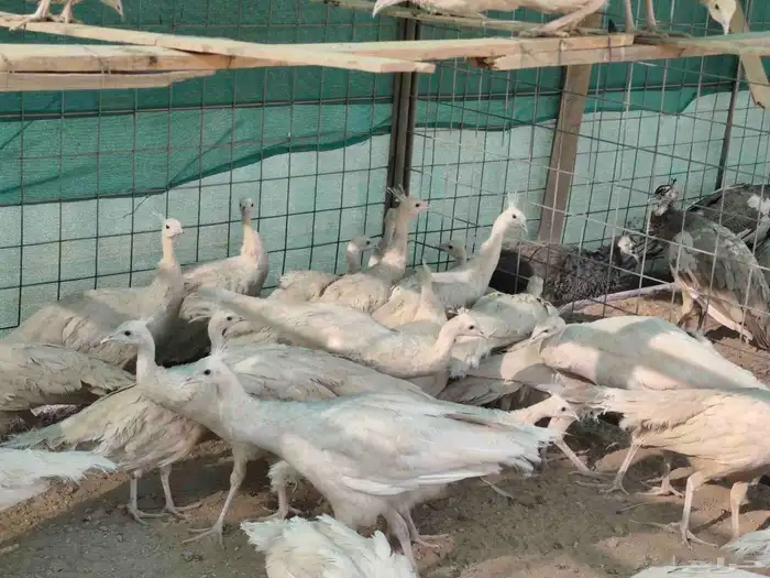 طاووس ابيض 1