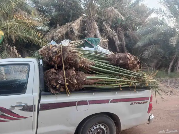يوجد لدينا جميع انواع النخيل المثمرة وزينه 4