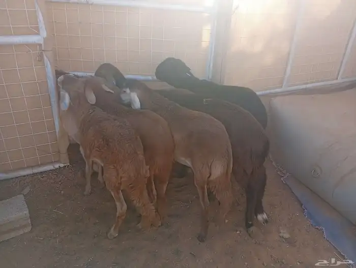 سواكني للبيع 4