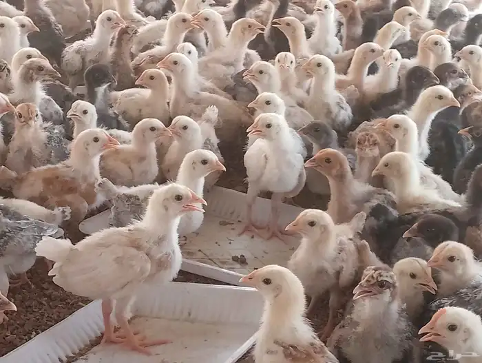 صوص دجاج للبيع السعر 4ريال 1