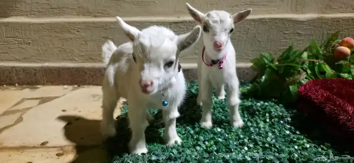 ماعز قزم مستوا خرافي ولوان مميزه فواخر 0