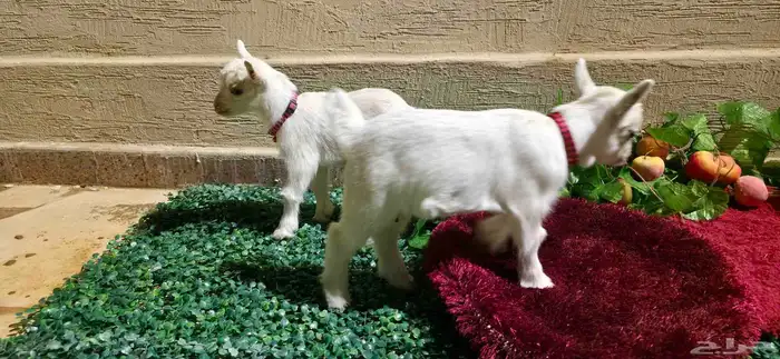 ماعز قزم مستوا خرافي ولوان مميزه فواخر 9