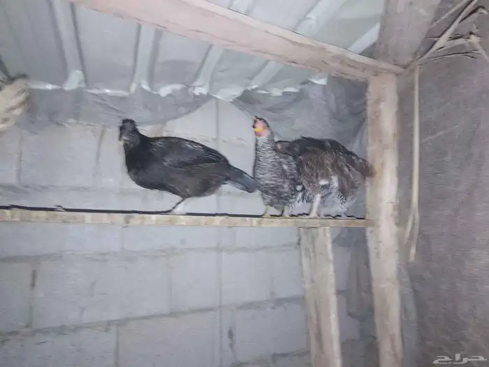 دجاج للبيع 3