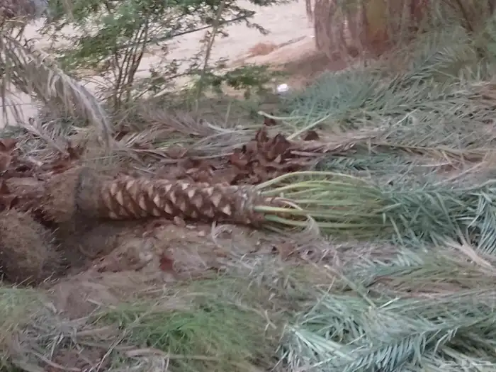 يوجد لدينا جميع انواع النخيل بجميع مقاساته 0