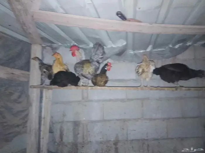 دجاج للبيع 4