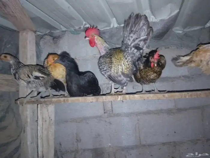 دجاج للبيع 1