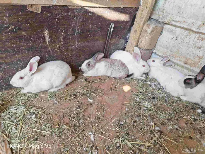 أرانب للبيع 1