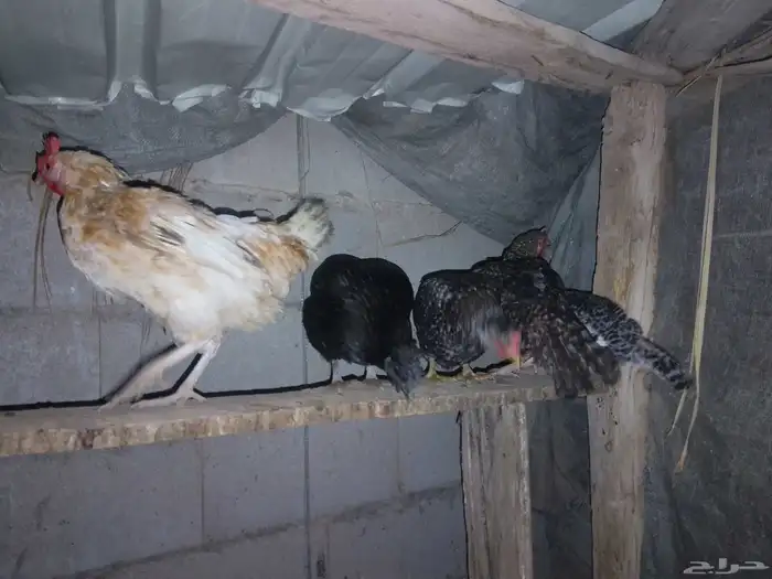 دجاج للبيع 0