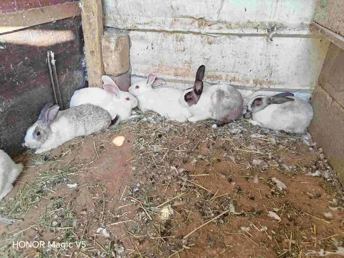 أرانب للبيع 0