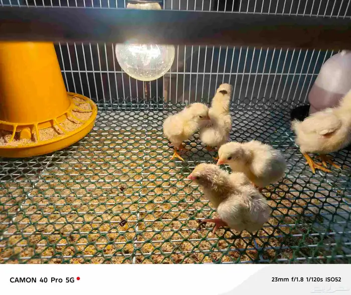 صوص كوشامو الماني 0