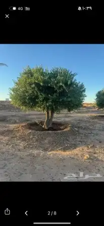 يوجد لديناء شجر الترمناليا وأشجار الزيتون وشجر الظل والأشجار 4