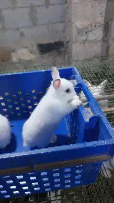 متوفر أرانب هولندي قزم دم صافي 5