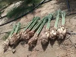 يوجد لدينا جميع انواع النخيل 7