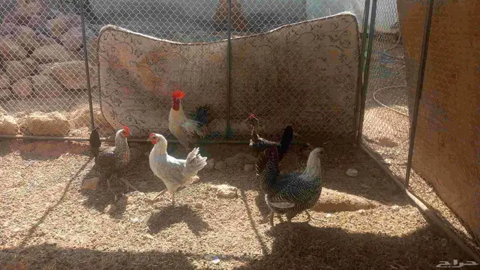 ديك و5دجاج للبيع 6