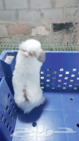 متوفر أرنبه أنتي هولندي لوب دم صافي 3