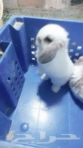 متوفر أرنبه أنتي هولندي لوب دم صافي 4