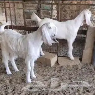 بيض ثلجيات فواخر 1