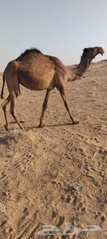 بكره لقيه تتدخل اشتا ذا جذاعه دبينيه 1