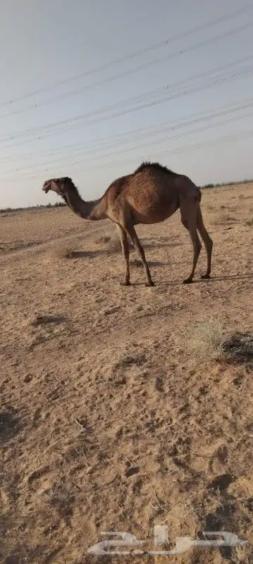 بكره لقيه تتدخل اشتا ذا جذاعه دبينيه 2